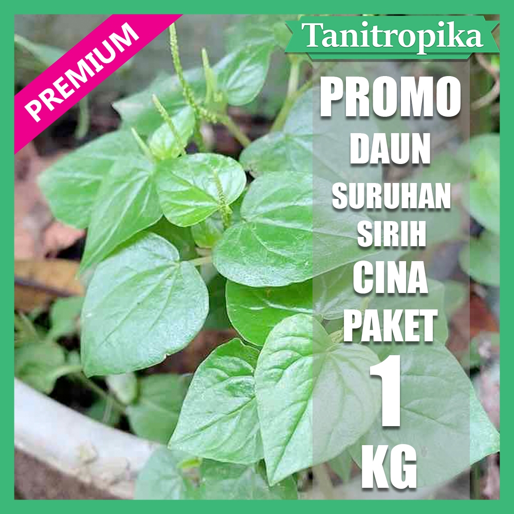 

Daun Sirih cina / suruhan / ketumpang air segar 1 kg Herbal Alami tani tropika