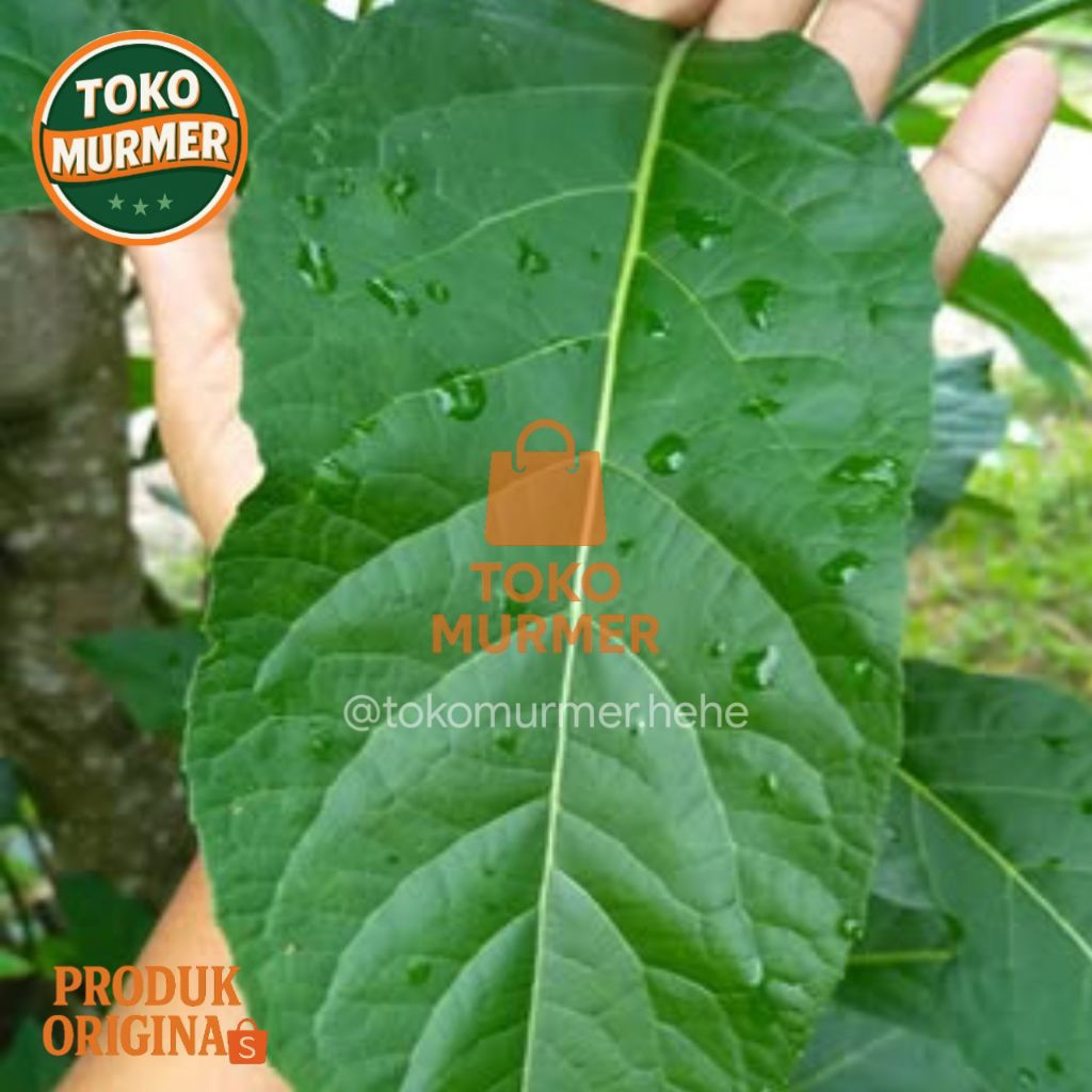 

Daun afrika dauh herbal segar jumbo kualitas super 500 gram _Toki murmer