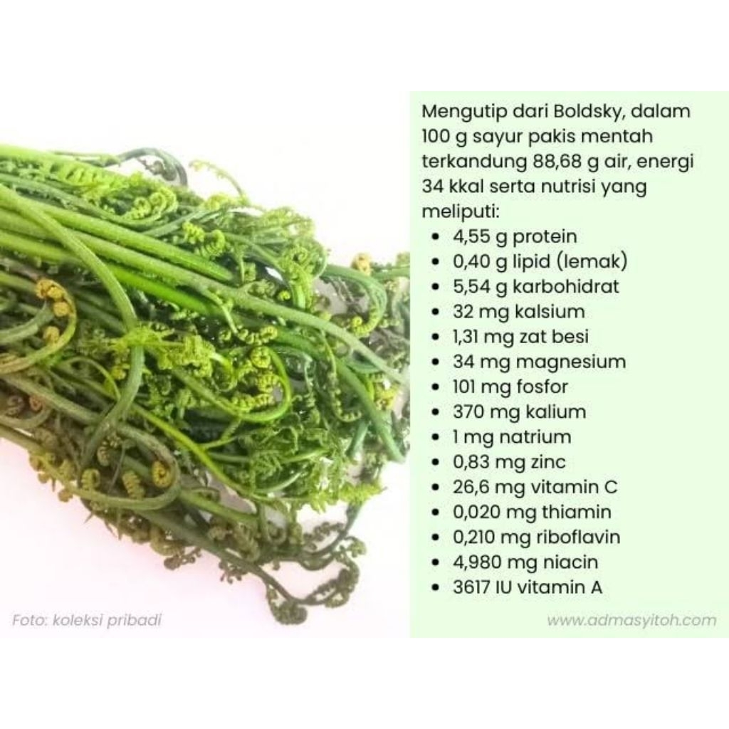 

Pakis Sayur Segar 250 Gram Fresh