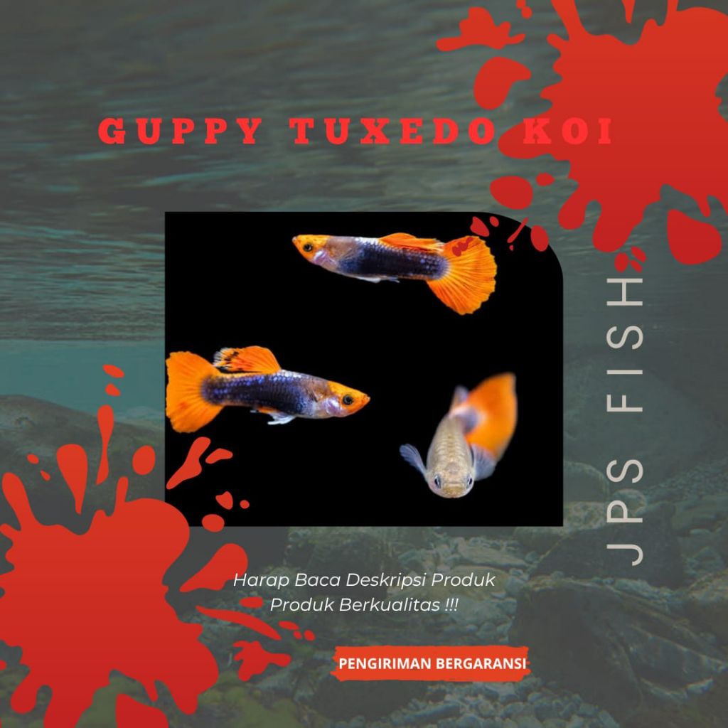 (Seafood) Tuxedo Koi Guppy Hiasan Aquarium 1 pasang