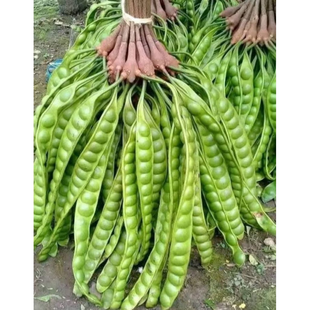 

pete tua pres kolot molotot