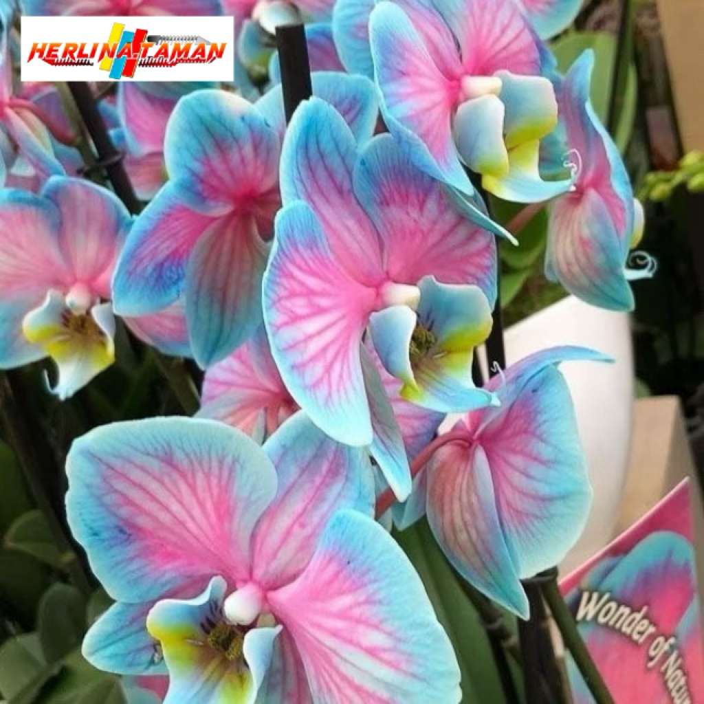 Promo Murah Seedling Anggrek Dendrobium Galaxy