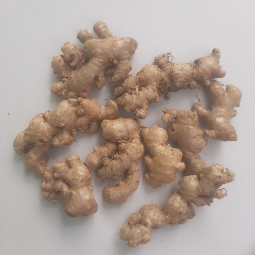 

Jahe Emprit Fresh 1 Kg Lebih Pedas Bersih Tanpa Tanah