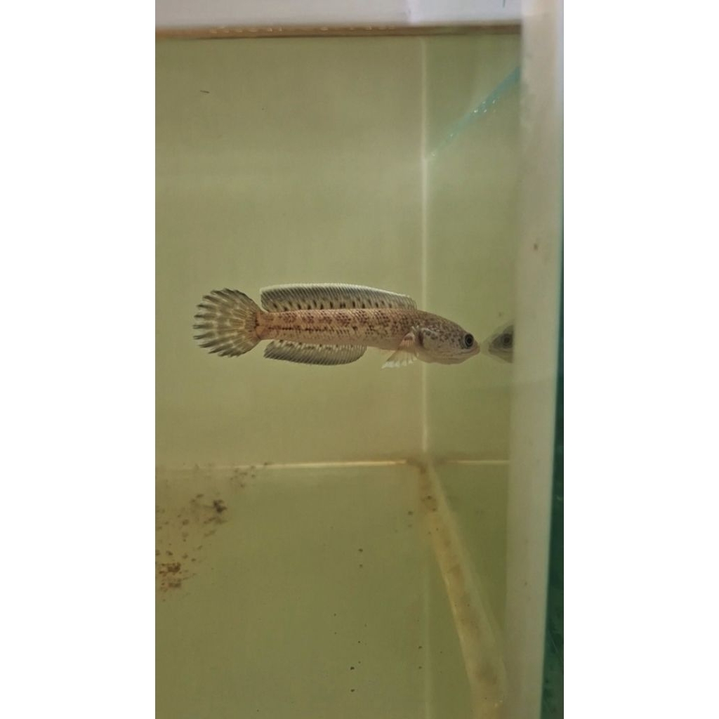 setiker chana auranti wc