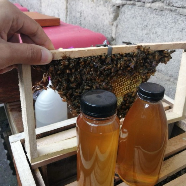 

Madu Lebah Murni Asli Bergaransi