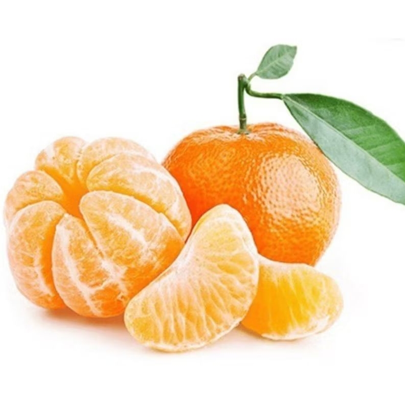 

BENIH/BIJI JERUK WOGAN MANDARIN (7 BUTIR)