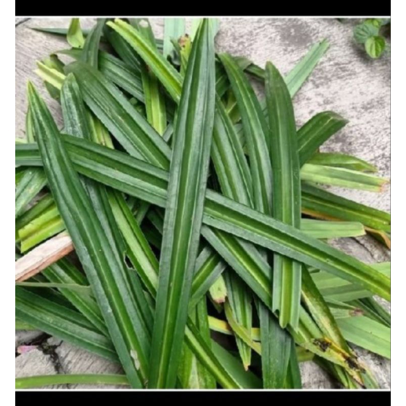 

Daun pandan segar