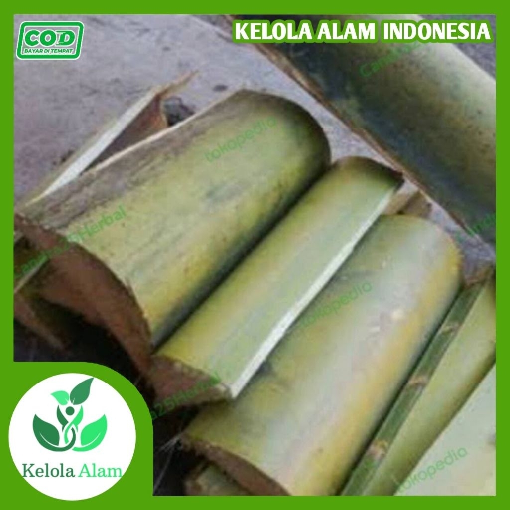 

500gram pelepah pohon kelapa fresh segar panjang 25cm TERMURAH