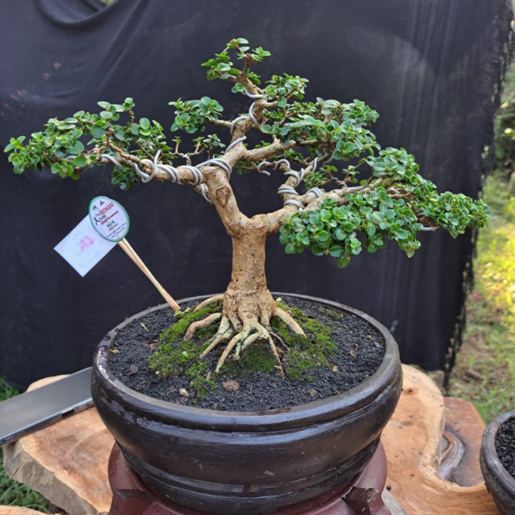 Paket Kontes Sancang Mame kecil bonggol besar akar kuat tertanam rapih sacang mame