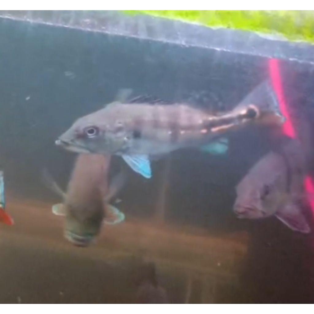 Peacock Bass Pbass Blue Azul