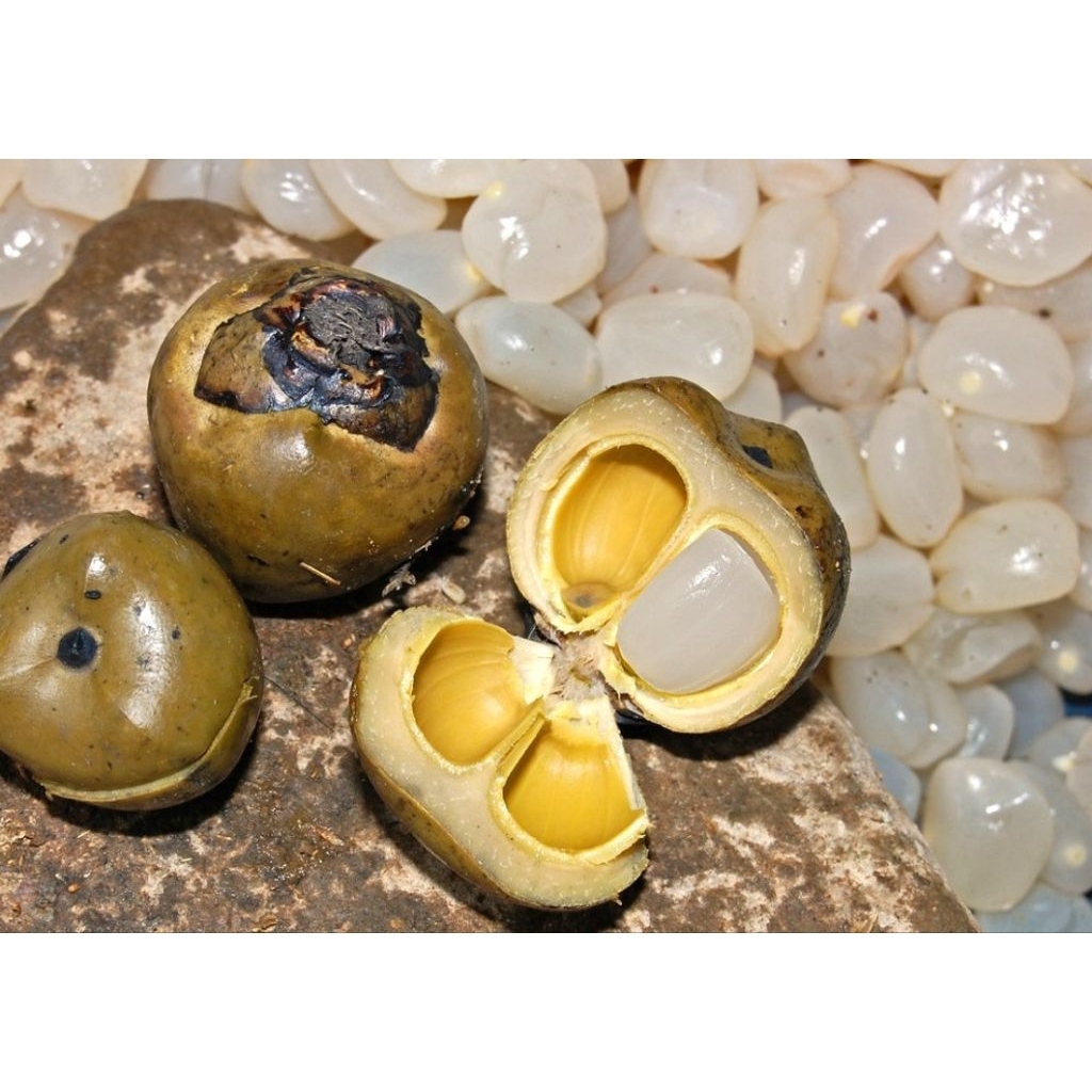 

kolang Kaling super 1kg_10kg buat manisan/minuman seger