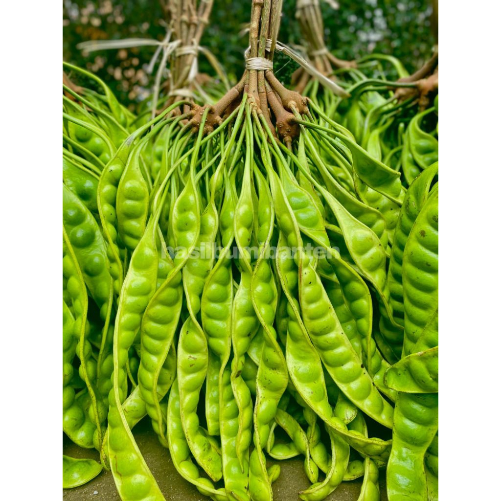 

PETE PETAI TUA FRESH ISI 40 PAPAN LONJOR