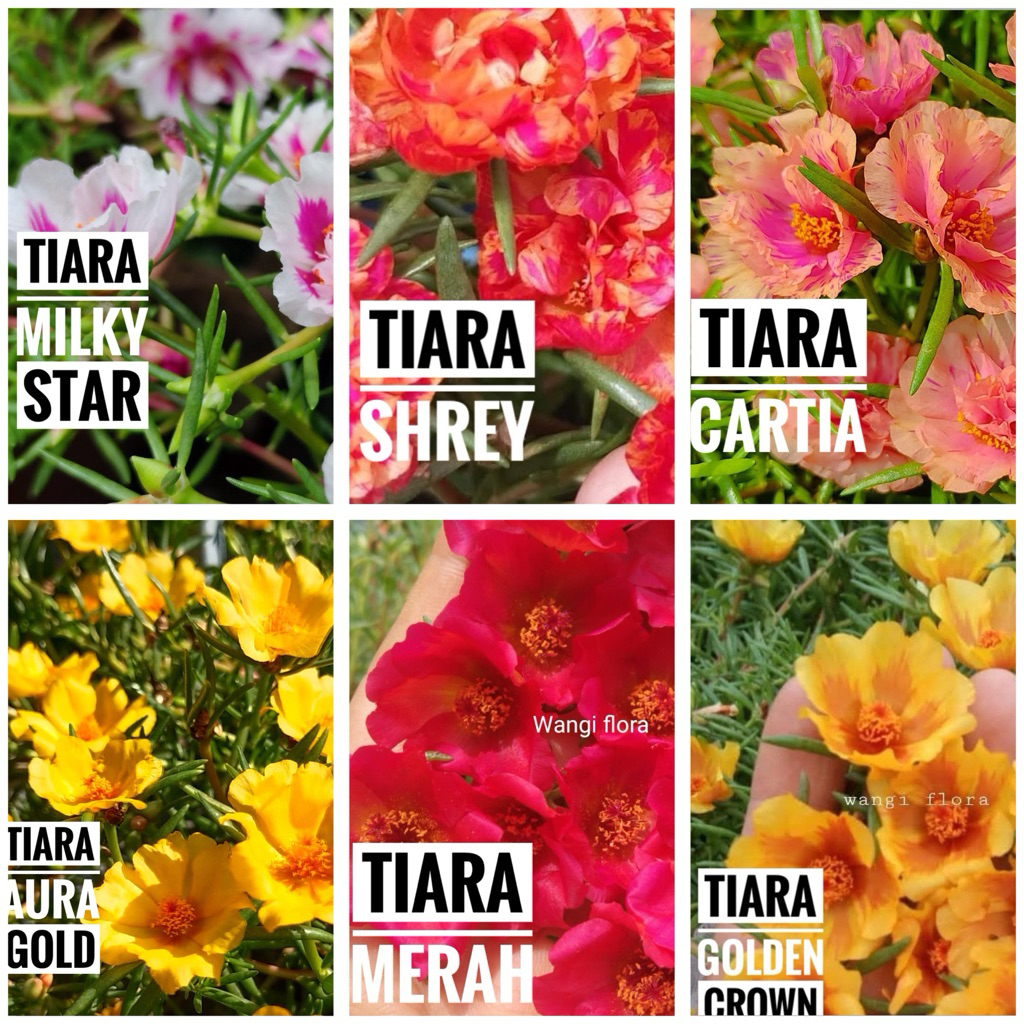 Krokot tiara terbaru