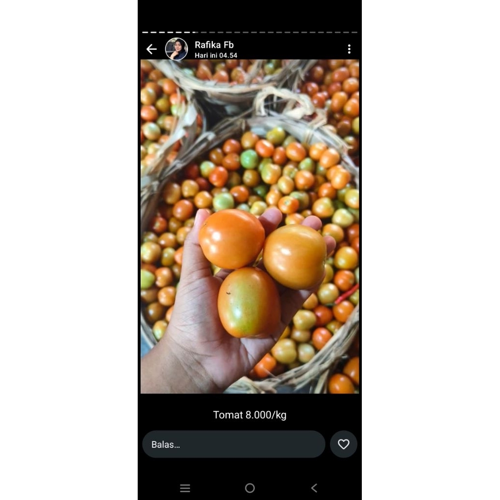 

Tomat 1kg - Tomat Sayur Besar