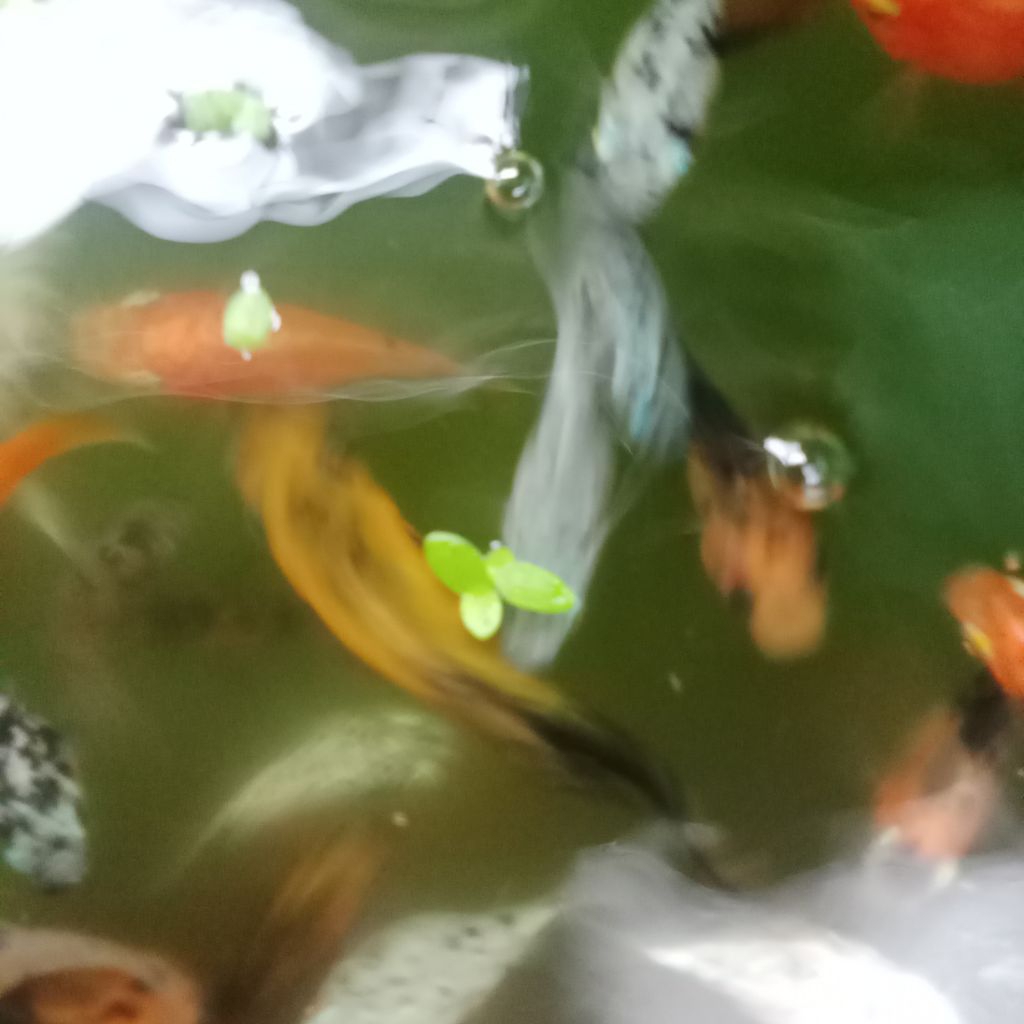 Ikan molly golden black balon