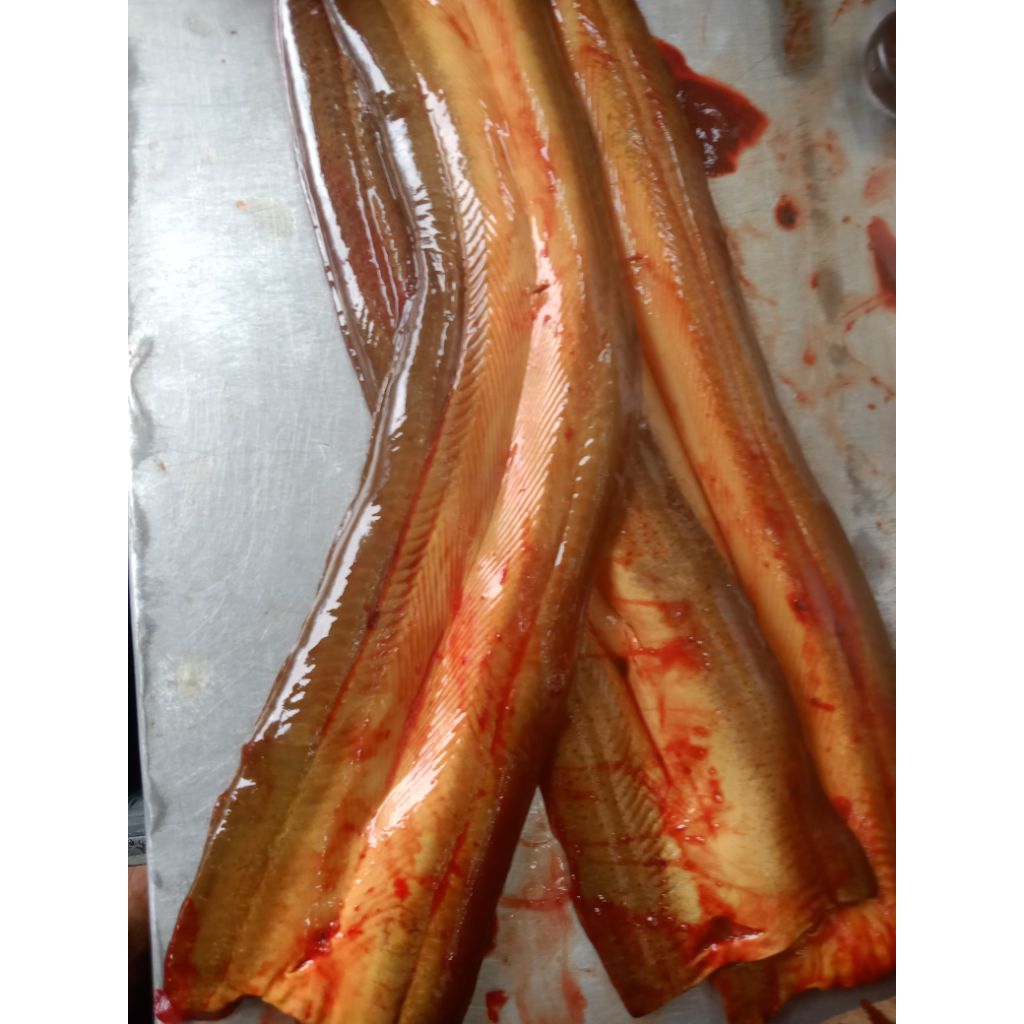 

belut fillet 1kg isi 7 15 ekor