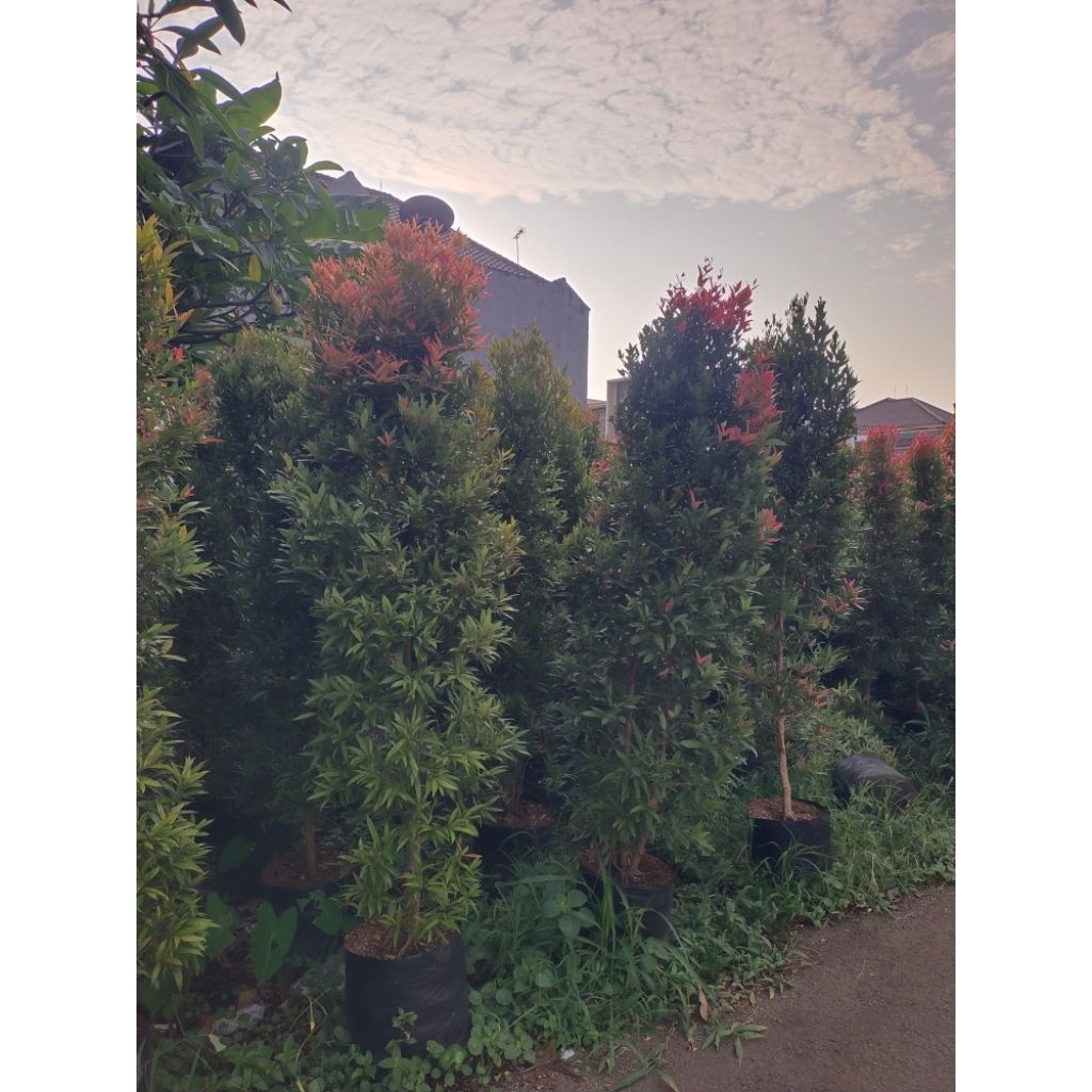 pucuk merah tinggi 2 meter