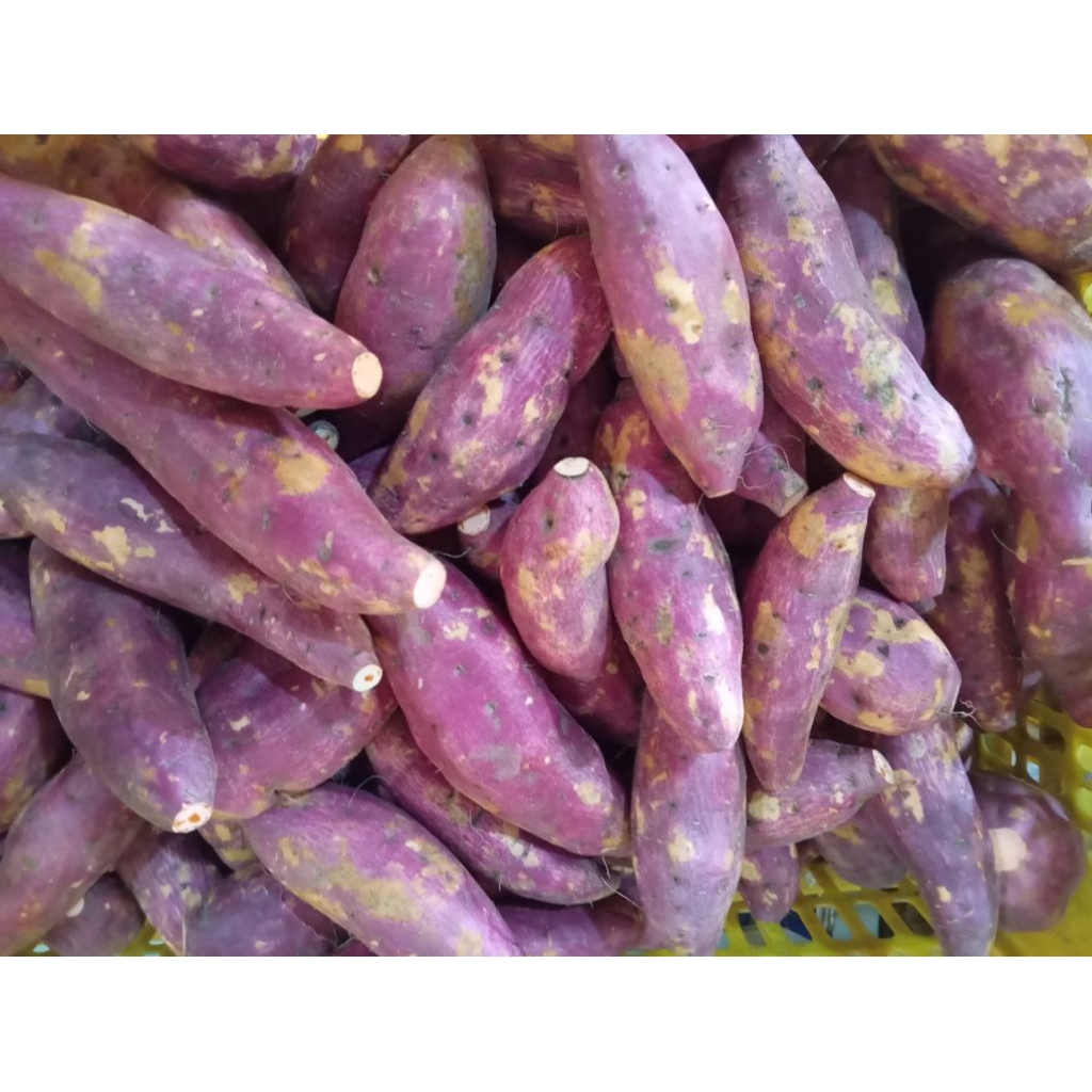 ubi pinkki beniazuma ubi jepang 1kg