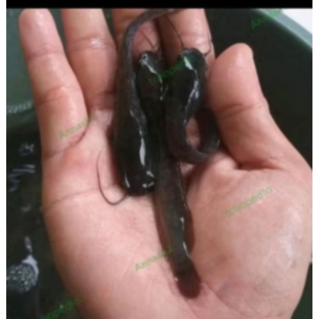 Bibit Ikan lele ukuran 7-8 cm ( isi 50 ekor)
