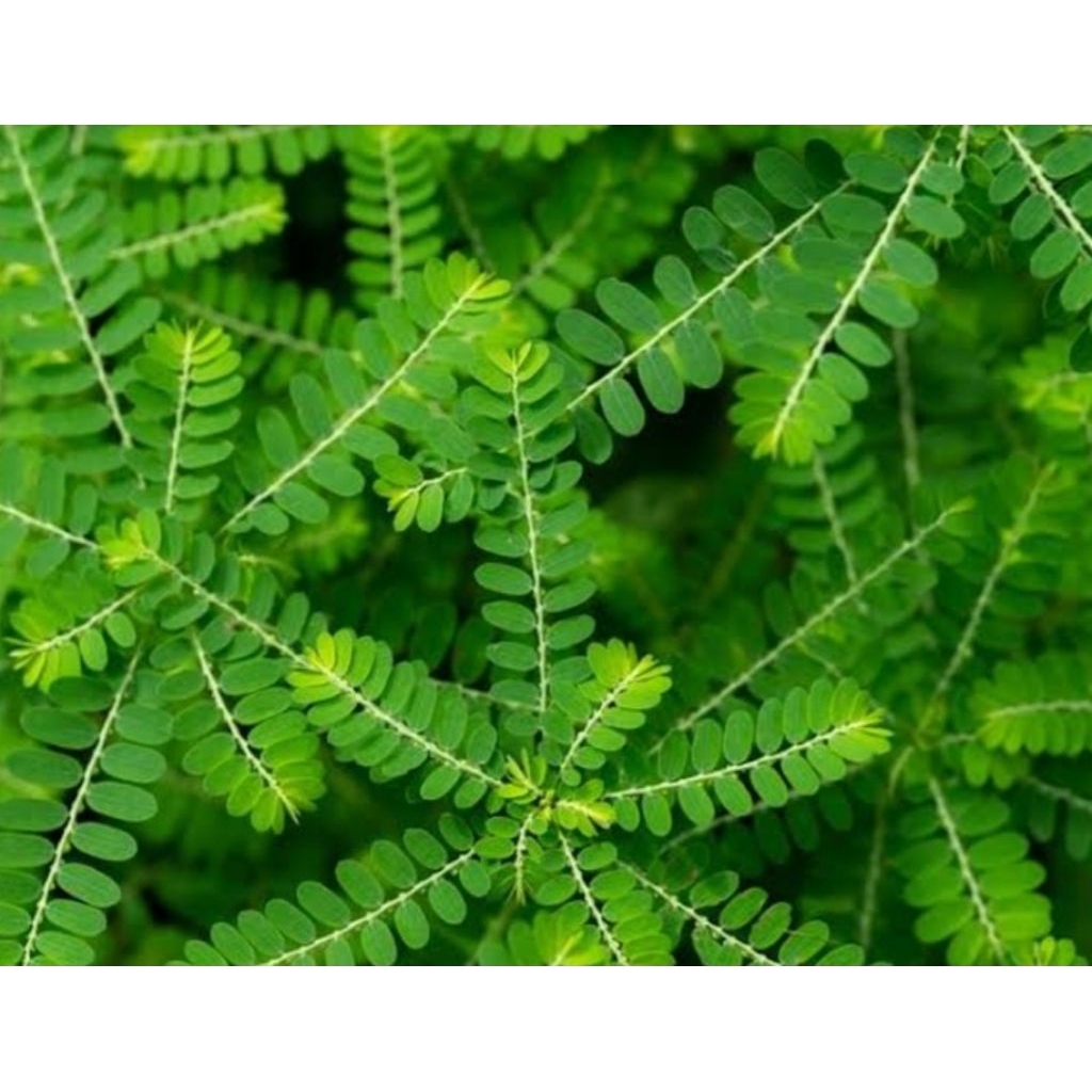 

Daun meniran segar alami petik langsung harga terjangkau