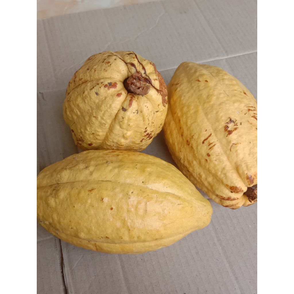 

Buah kakao matang | buah kakao/coklat matang | perbuah