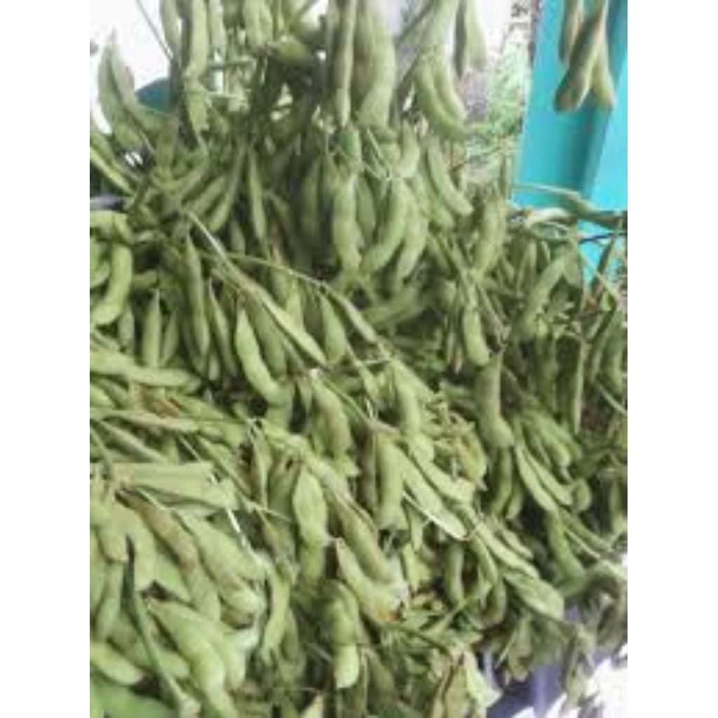 

BENIH KACANG JEPUN isi 50 biji (kedelai lokal)