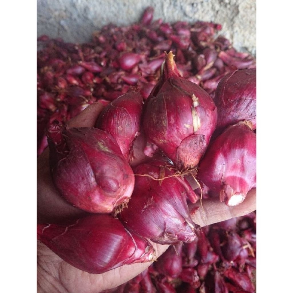 

BAWANG DAYAK SEGAR 1 KG ORIGINAL HASIL DARI ALAM BUKAN DI BUDI DAYAKAN