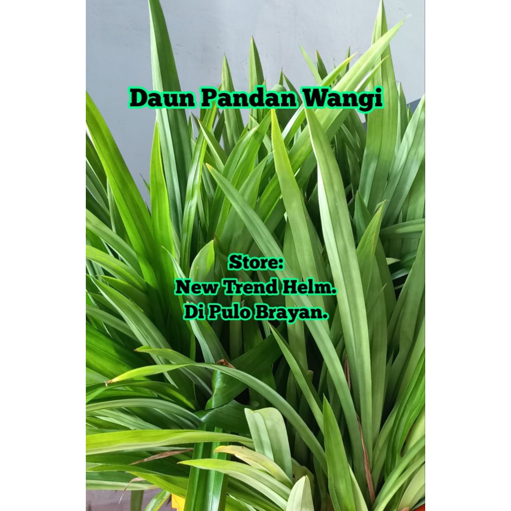 

Daun Pandan wangi 1kg Via Instant Saja Sesama kota medan