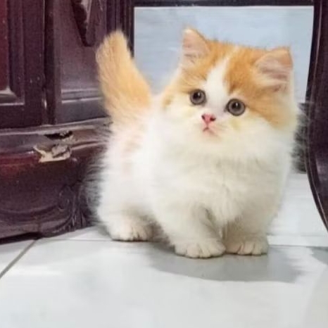kucing cebol lucu bicolor jantan | kitten kucing munchkin lucu gemes
