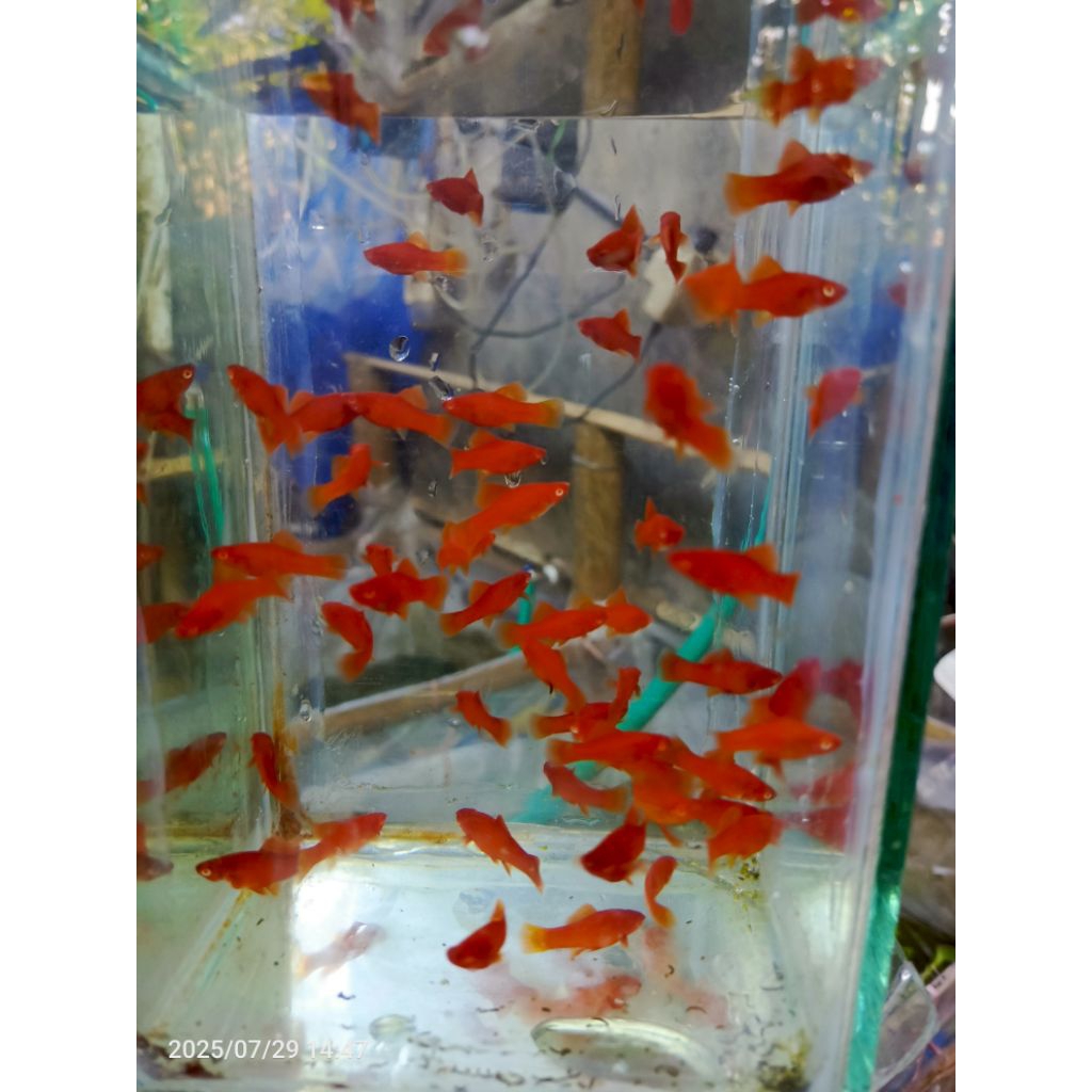 Hiasan kolam Bloodred FC / Platy Merah Paket 3 cm 10 ekor