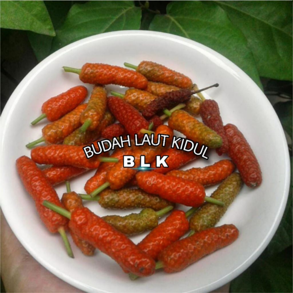 

Cabai Rambat Mateng | Cabai Rambat/Cabai Jawa | 1 pcs = 100 gram
