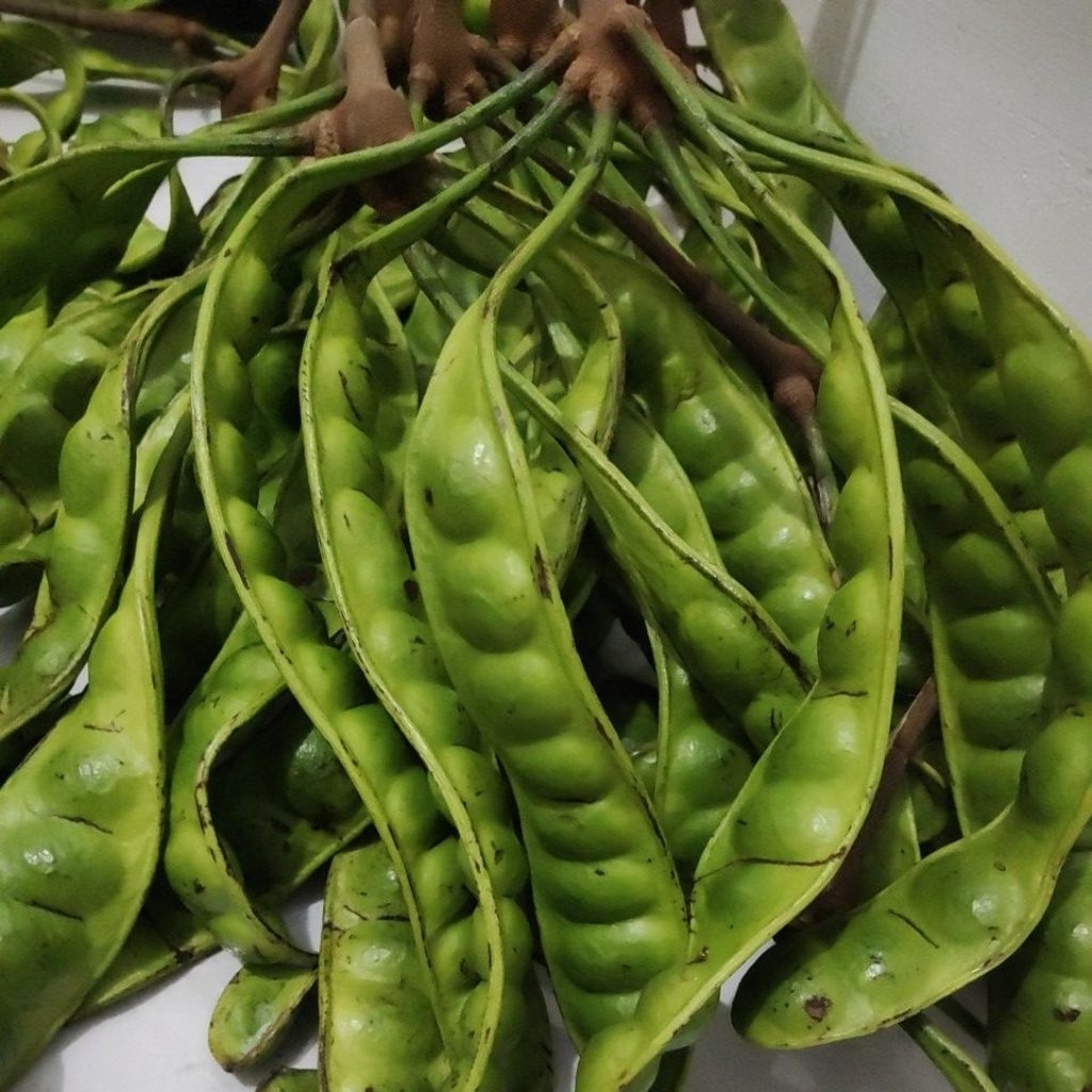 

1 ikat Pete tua super promo murah