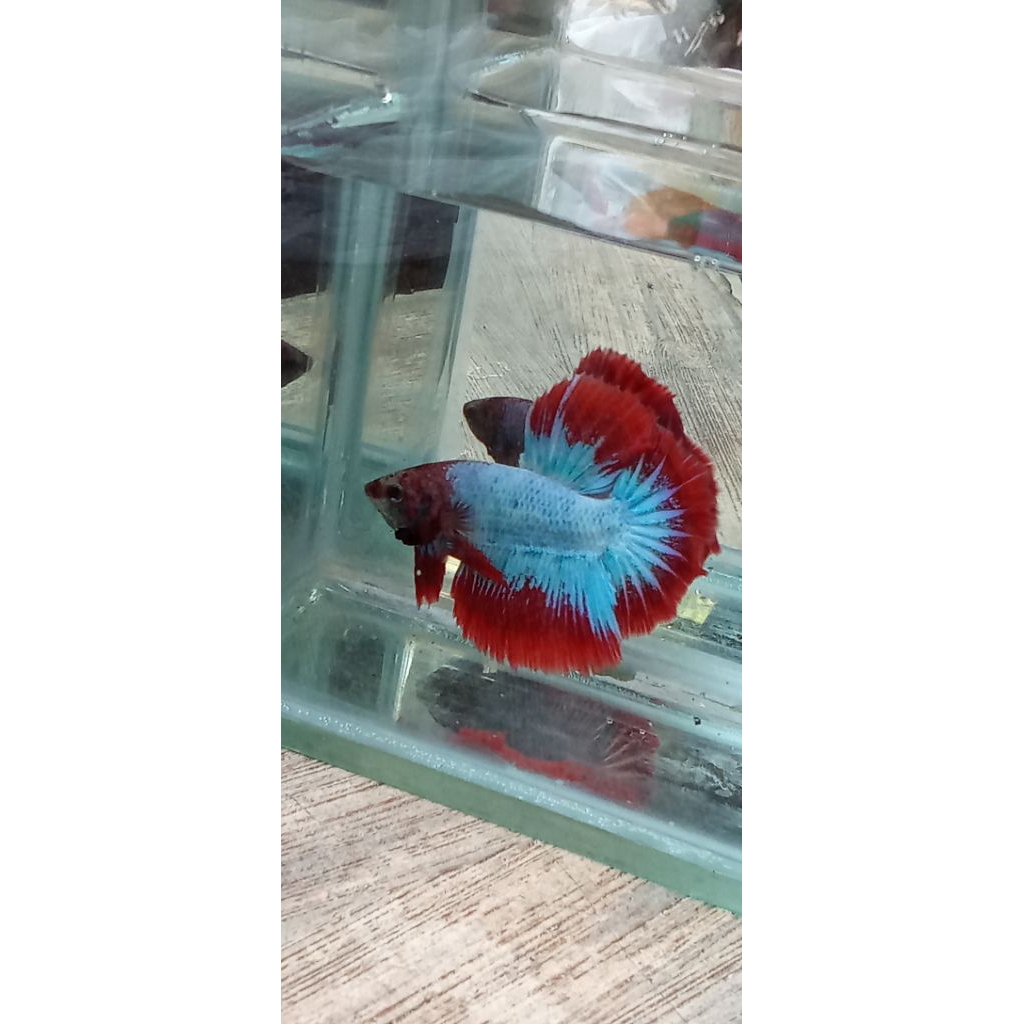 ikan cupang halfmoon rostail warna random ukuran M,L hiasan akuarium cupang gombres murah