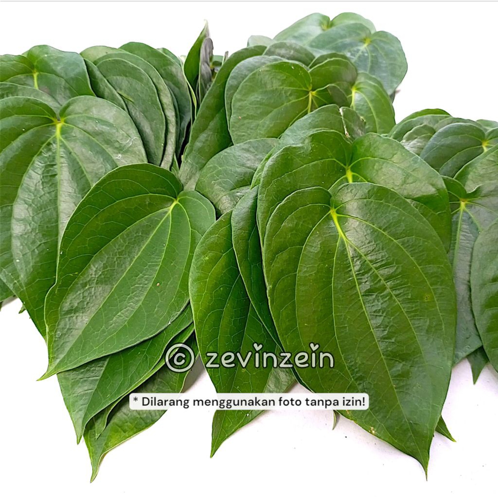 

Daun Sirih Hijau SEGAR - ORGANIK Tanpa Pestisida