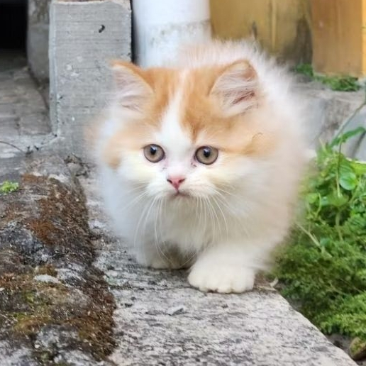 kucing munckin jantan 3 bulan - menunggu di adopsi - kitten cebol lucu kucing munchkin jantan  usia 