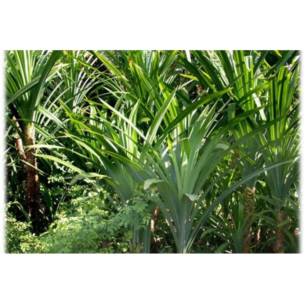 

daun pandan laut freesh di petik langsung dari pohon nya 500gram