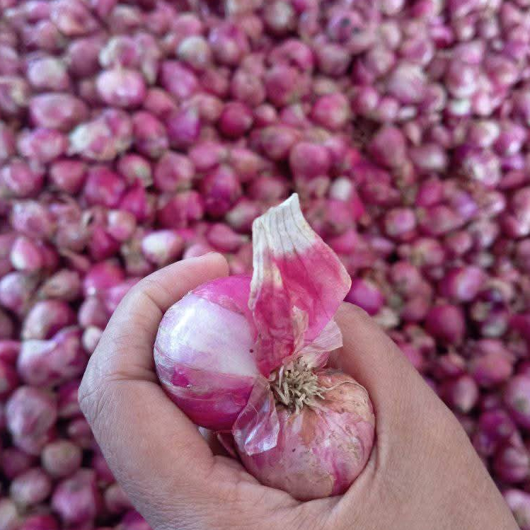 

(500 gr dan 1000 gr)bawang merah kering kualitas terjamin