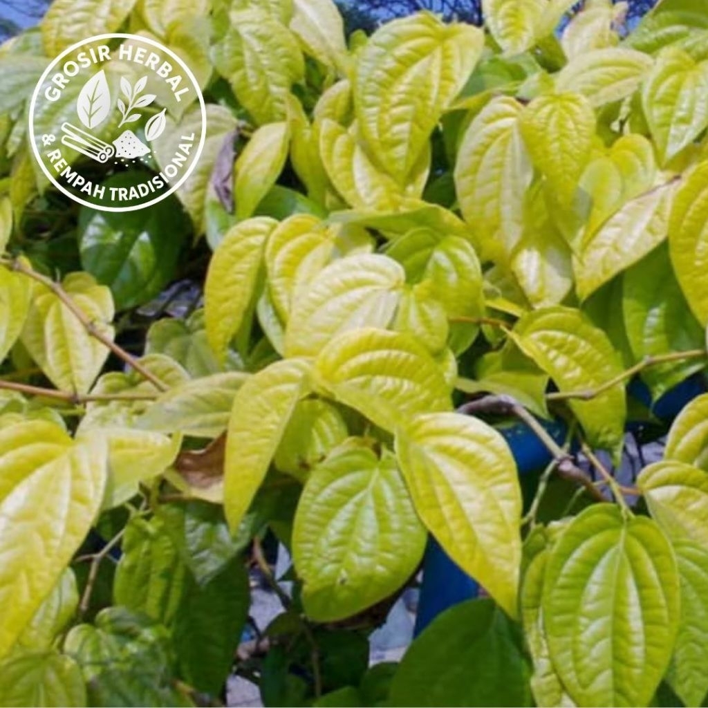 

DAUN SIRIH KUNING