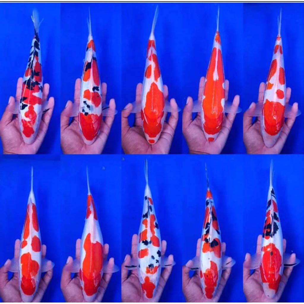 

Sanke Koi Paket 6 Ekor