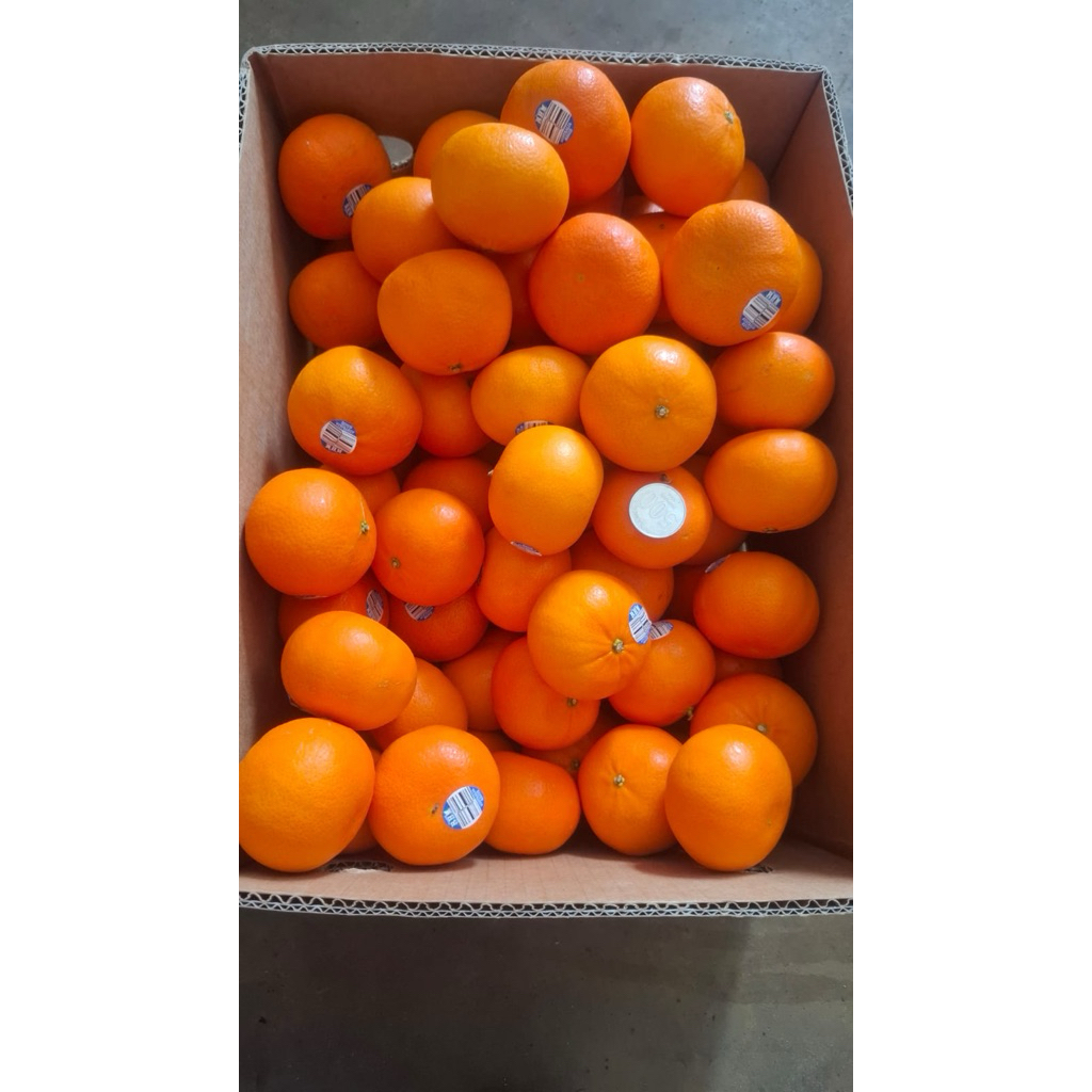 

Jeruk murcot Australia manis segar banyak air 1 kg