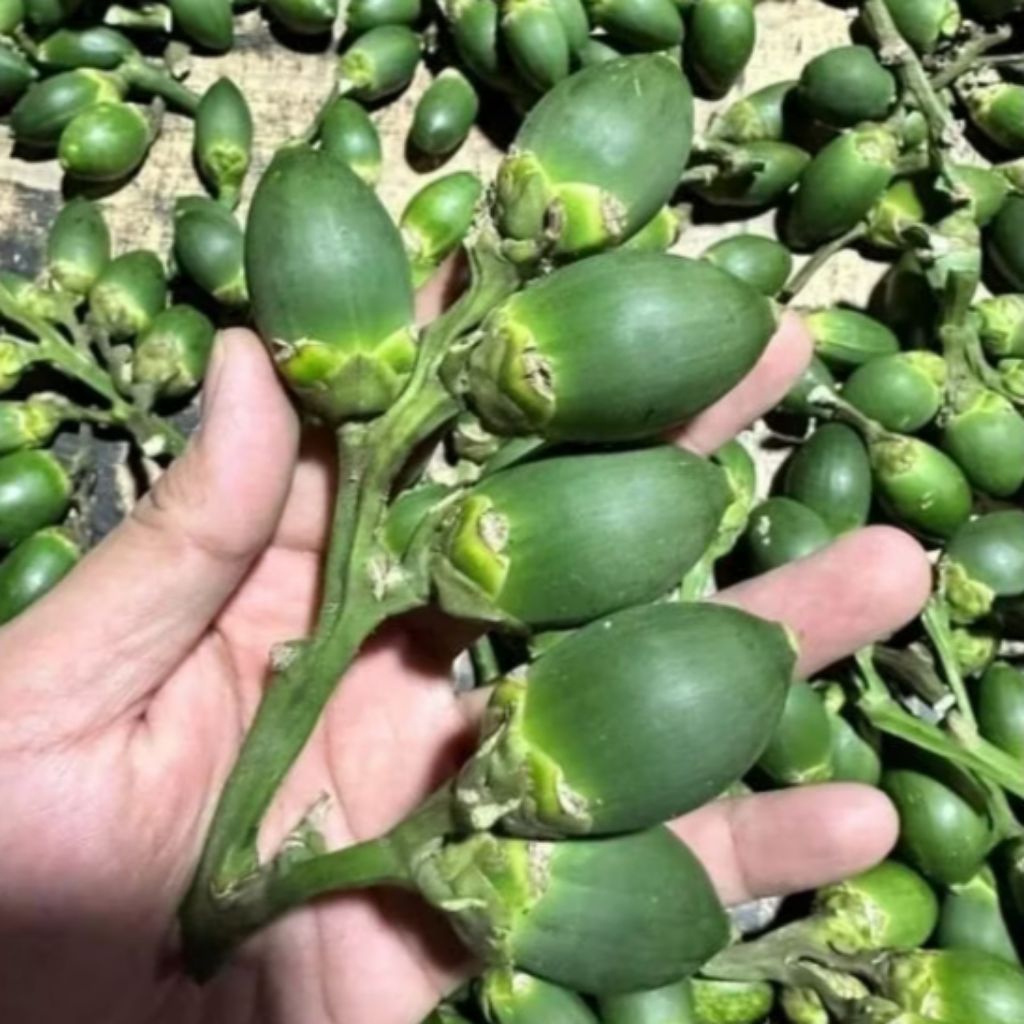 

Buah Pinang Muda Segar Fresh 1kg