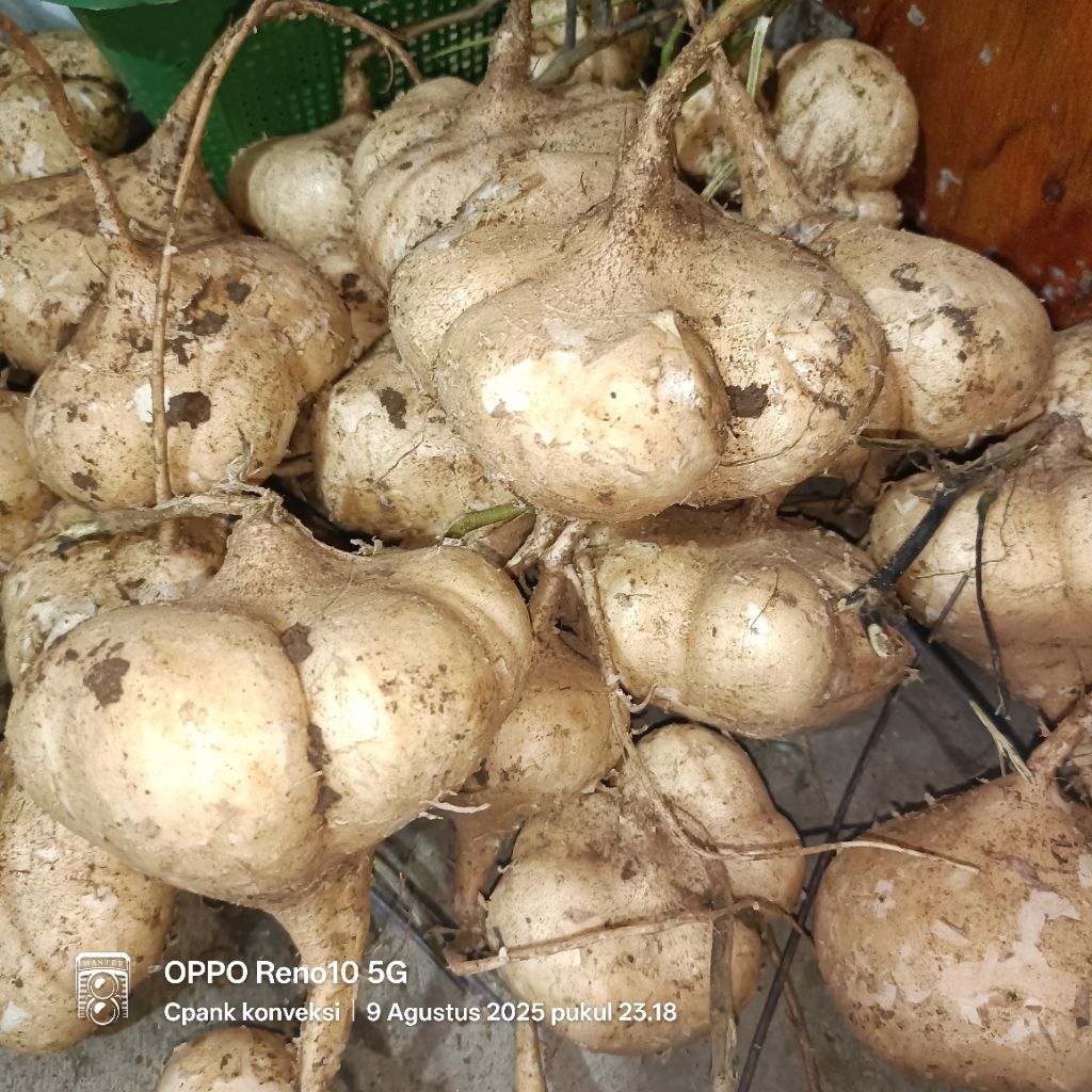 

BENGKOANG PROMO 1KG isi 8 buah