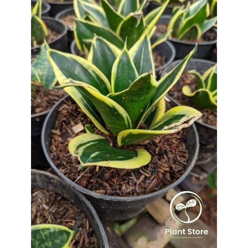 Tanaman hias sansivera lidah mertua - sansivera lidah mertua