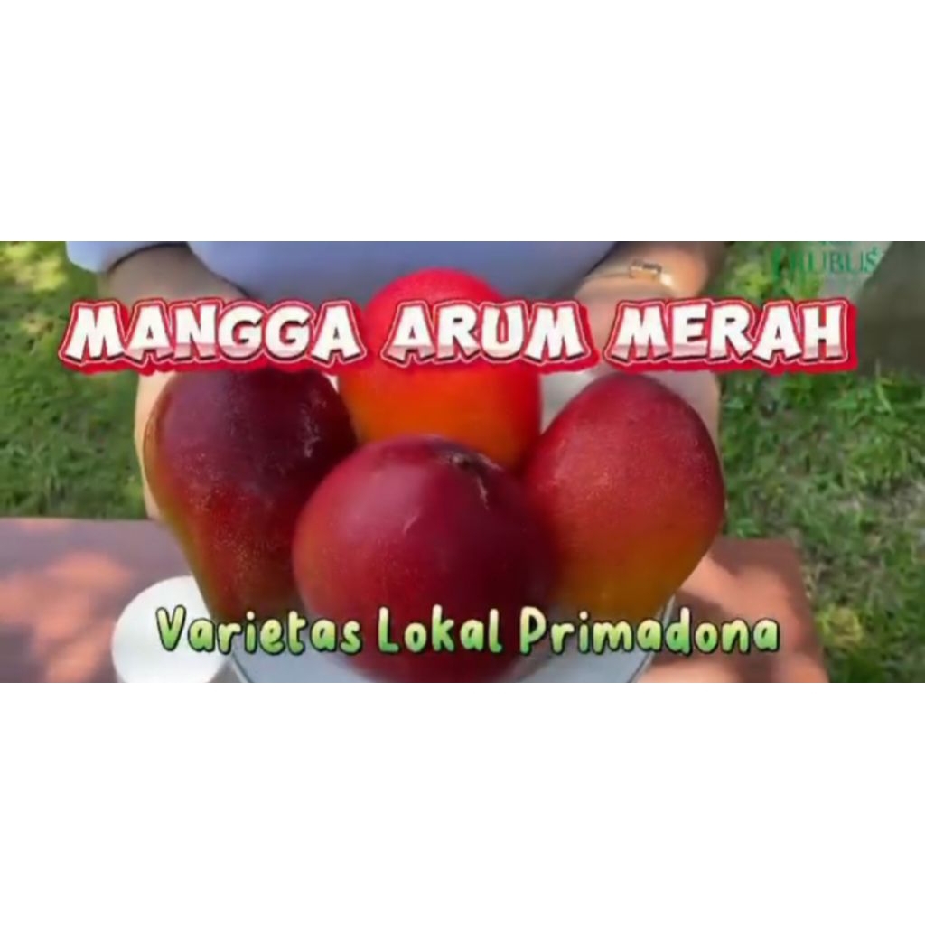 

Bibit Mangga arum merah
