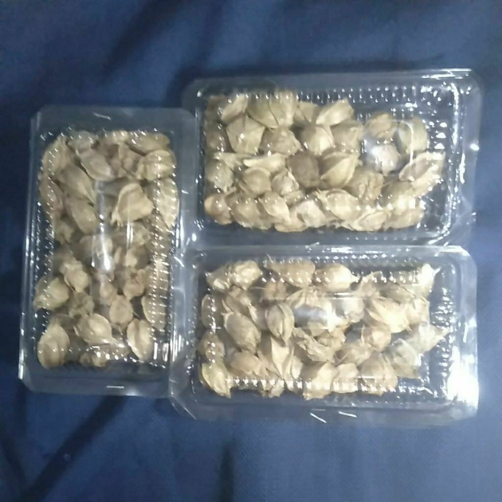 

Buah Cecendet Ceplukan Ciplukan kopok-kopokan segar