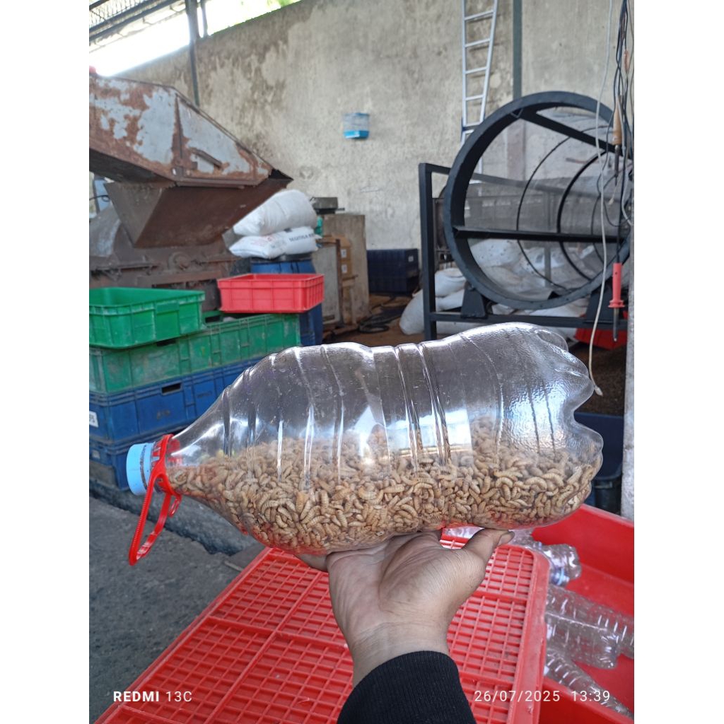 Maggot BSF Fresh/Hidup Grade A 1Kg