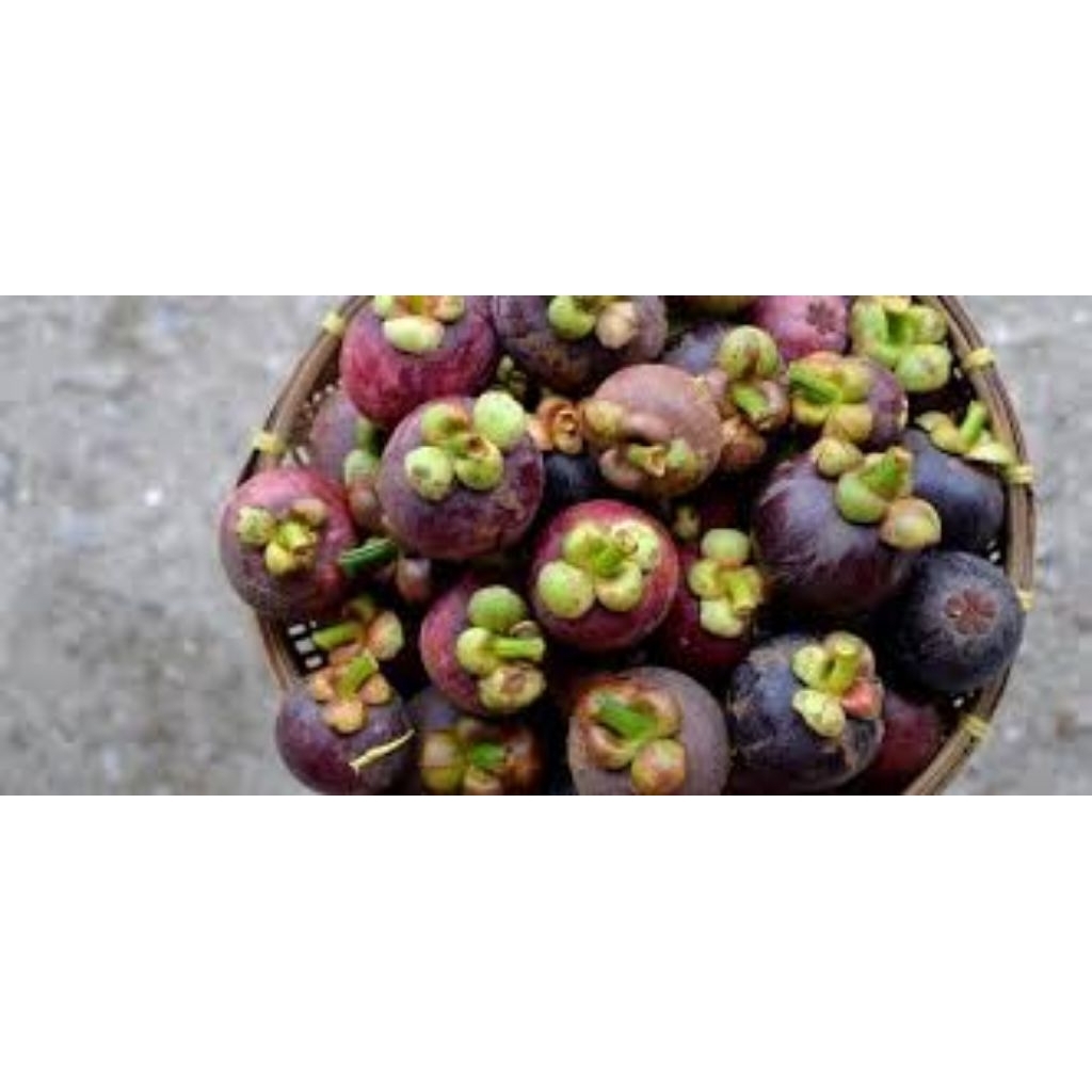 

buah manggis segar dan berkualitas