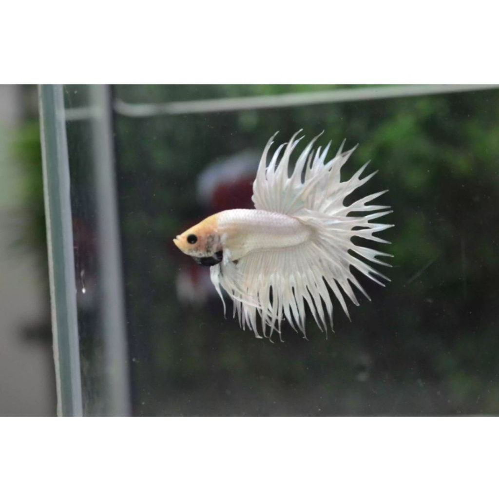 CUPANG SERIT/CROWNTAIL WHITE
