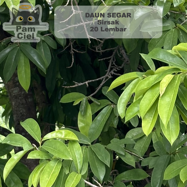 

Daun Sirsak Segar 20 Lembar