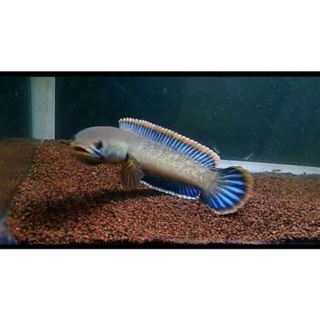 sticker limbata cb lawu